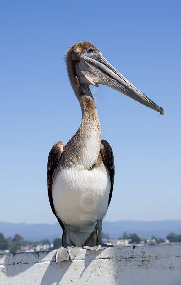 Pelican at Santa Ana