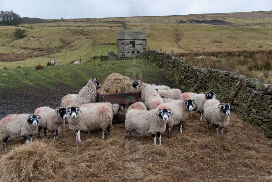 Sheep near Wensleydale