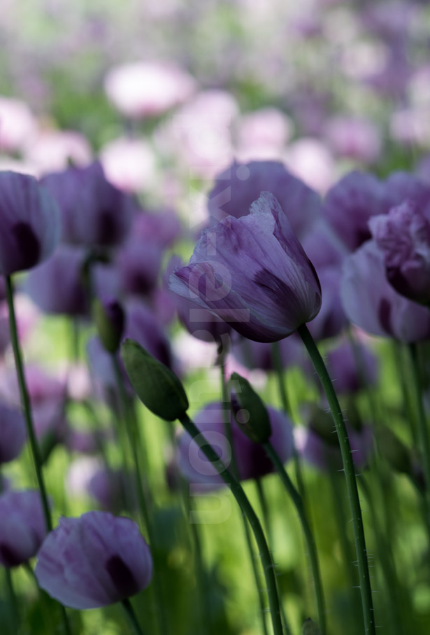 Pink Poppies